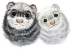 Realistic Portrait Of Couple Of Ferrets Sticker