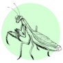 Realistic Praying Mantis Green Circle Sticker