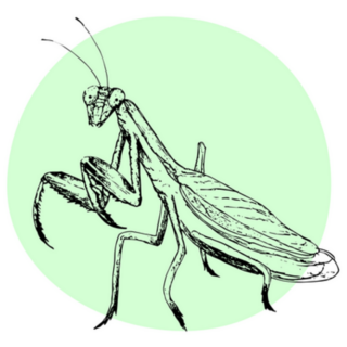 Realistic Praying Mantis Green Circle Sticker