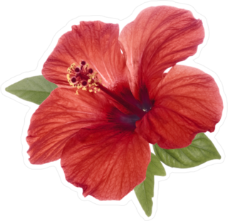 Realistic Red Hibiscus Flower With Green Leaves Sticker