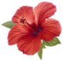 Realistic Red Hibiscus Flower With Green Leaves Sticker