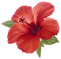 Realistic Red Hibiscus Flower With Green Leaves Sticker
