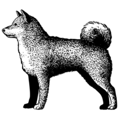Realistic Shiba Inu Sticker