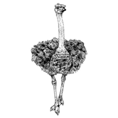 Realistic Sketch Of Ostrich Sticker