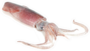 Realistic Squid Laying On White Background Sticker