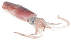 Realistic Squid Laying On White Background Sticker