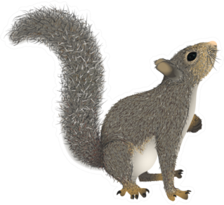 Realistic Squirrel With A Fluffy Tail That Looks Up Sticker