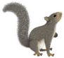 Realistic Squirrel With A Fluffy Tail That Looks Up Sticker