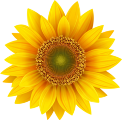 Realistic Sunflower Petals Sticker