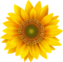 Realistic Sunflower Petals Sticker