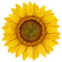 Realistic Sunflower Sticker