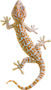 Realistic Tokay Gecko Lizard Sticker