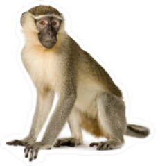 Realistic Vervet Monkey Sticker
