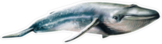 Realistic Watercolor Whale Swimming Sticker