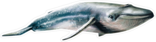 Realistic Watercolor Whale Swimming Sticker