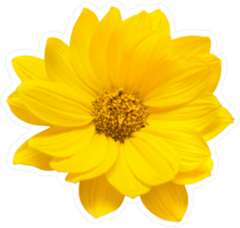 Realistic Yellow Daisy Sticker