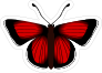 Red and Black Butterfly Sticker