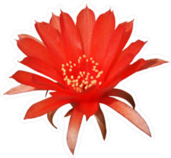 Red Cactus Flower Sticker