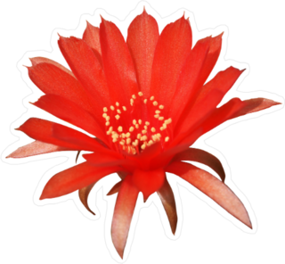Red Cactus Flower Sticker