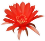 Red Cactus Flower Sticker