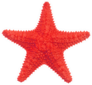 Red Caribbean Starfish Isolated On White Sticker
