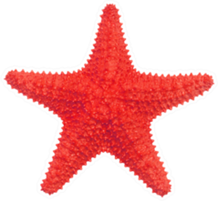 Red Caribbean Starfish Isolated On White Sticker