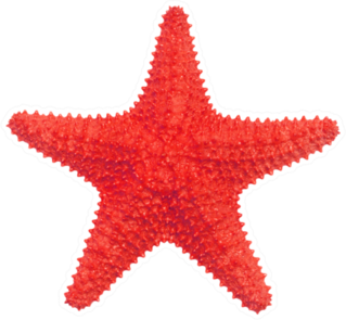 Red Caribbean Starfish Isolated On White Sticker