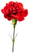 Red Carnation Flower Isolated On White Sticker