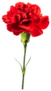 Red Carnation Flower Isolated On White Sticker