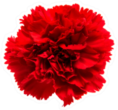 Red Carnation Isolated On White Sticker