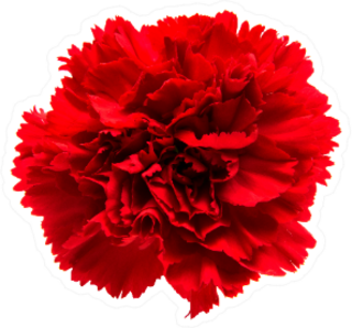 Red Carnation Isolated On White Sticker
