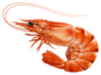 Red Cooked Prawn Or Tiger Shrimp Sticker