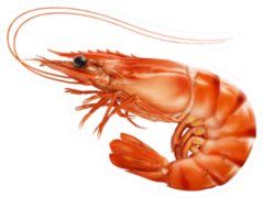 Red Cooked Prawn Or Tiger Shrimp Sticker