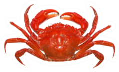 Red Crab Isolated On White Background Sticker