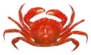 Red Crab Isolated On White Background Sticker