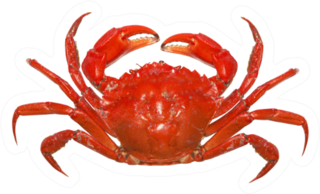 Red Crab Isolated On White Background Sticker