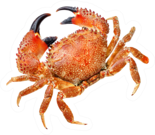 Red Crab Isolated Sticker