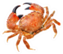 Red Crab Isolated Sticker