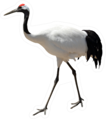 Red-crowned Crane Photo Realistic Sticker