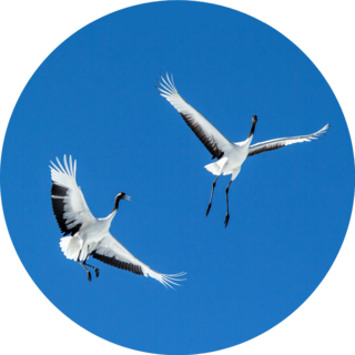 Red Crowned Cranes (grus Japonensis) In Flight On Blue Sky Sticker
