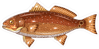 Red Drum Fish Sticker