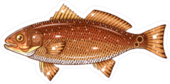 Red Drum Fish Sticker