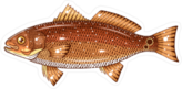 Red Drum Fish Sticker