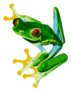 Red Eye Tree Frog Of Costa Rica Sticker