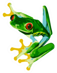 Red Eye Tree Frog Of Costa Rica Sticker