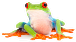 Red Eyed Monkey Tree Frog Cute Sticker