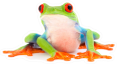 Red Eyed Monkey Tree Frog Cute Sticker