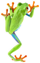 Red Eyed Tree Frog From Tropical Rainforest Sticker
