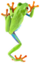 Red Eyed Tree Frog From Tropical Rainforest Sticker