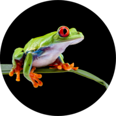 Red Eyed Tree Frog On A Leaf Sticker